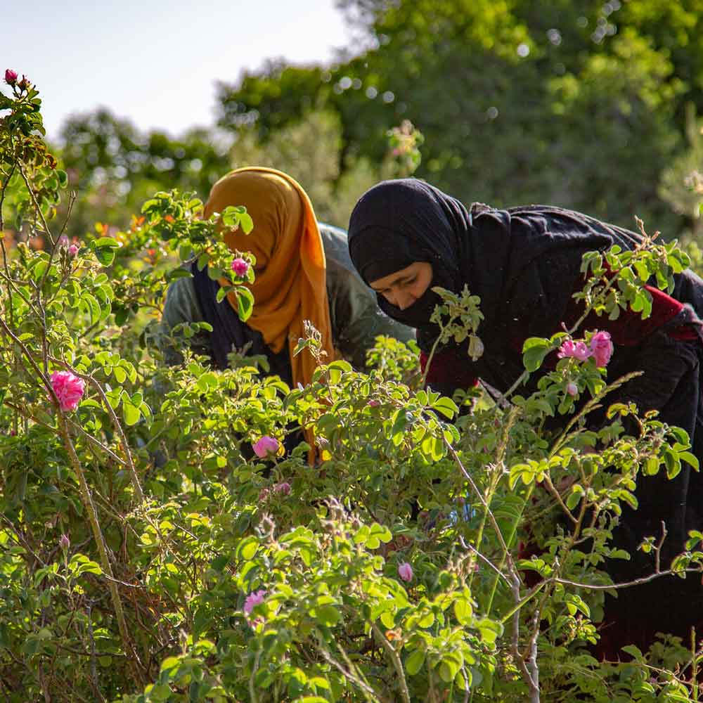 Farmers harvesting Damask roses in Morocco
