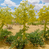 Asafoetida, Afghan