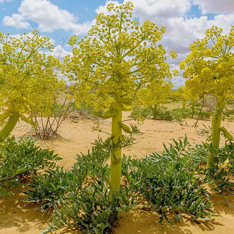Asafoetida, Afghan
