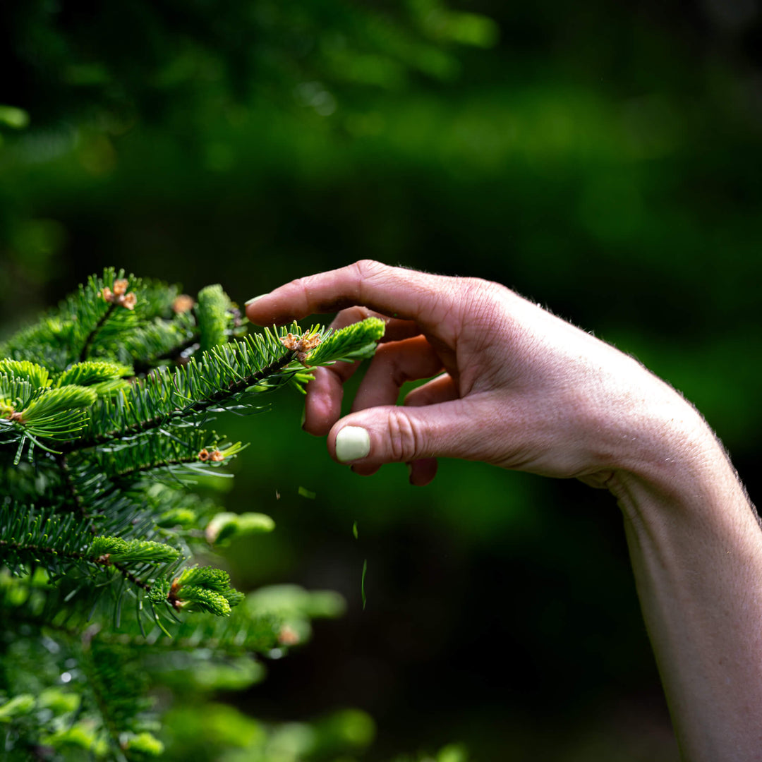 Hand reaching out to pull off Balsam Fir tips with a blurred green background