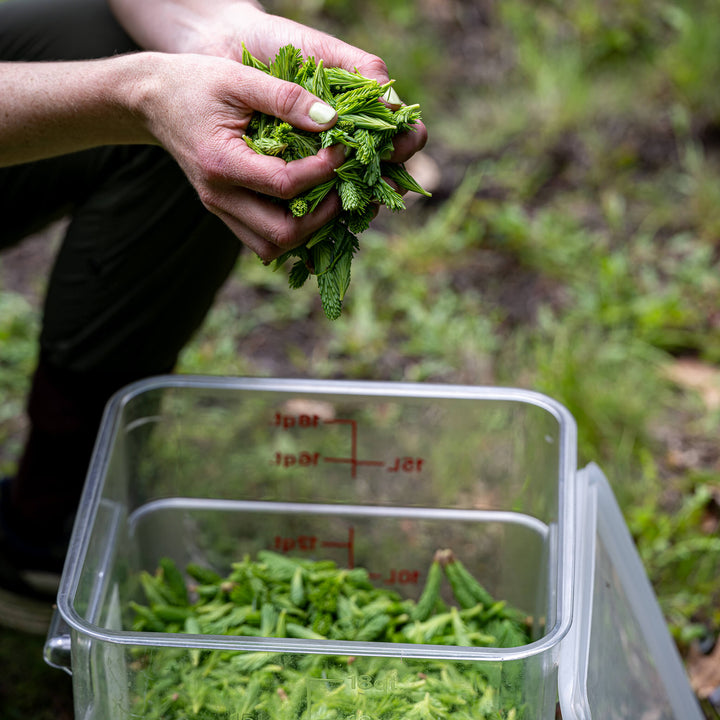 Person holding fresh green Balsam Fir tips above a container filled with similar leaves in an outdoor setting.