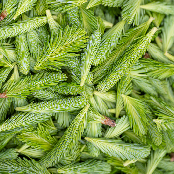 Close-up of green Balsam Fir tips