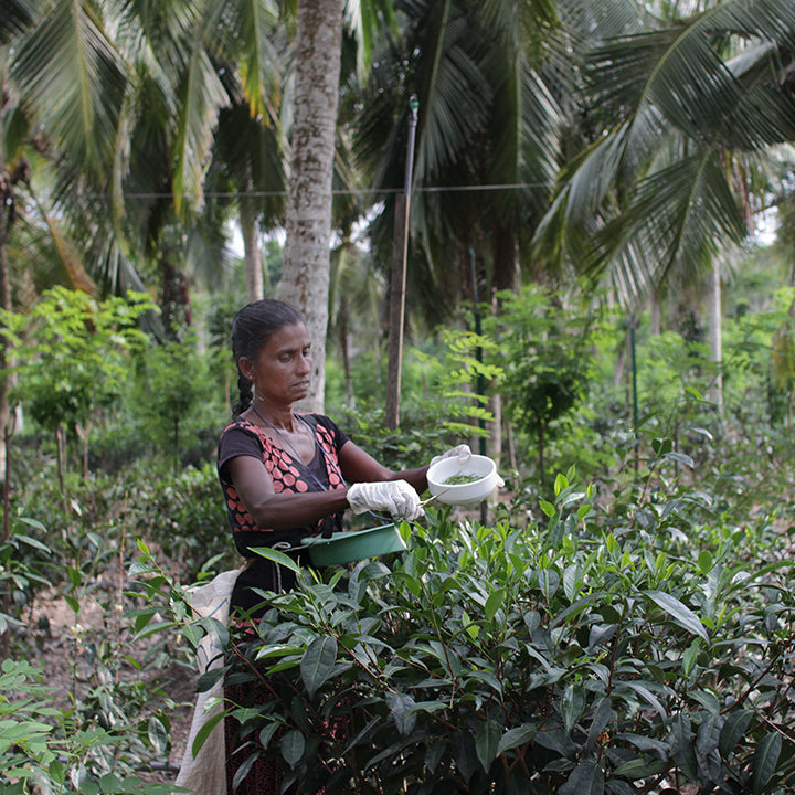 CAUSE CAMPAIGN DONATION- Sri Lanka Flooding 2025