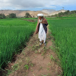 Asafoetida, Afghan
