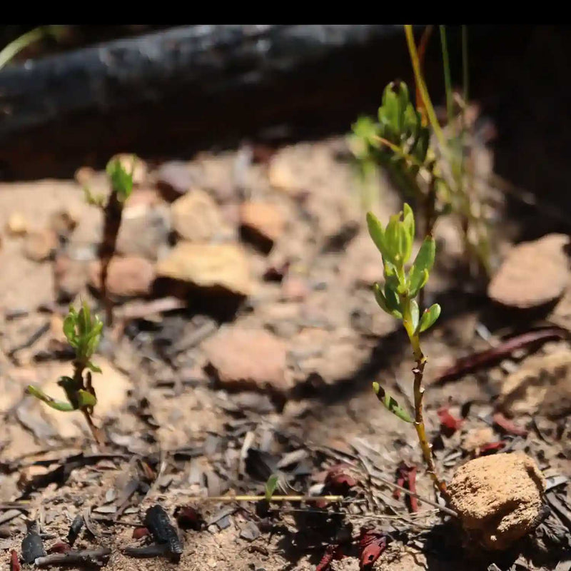 Close up of honeybush saplings.