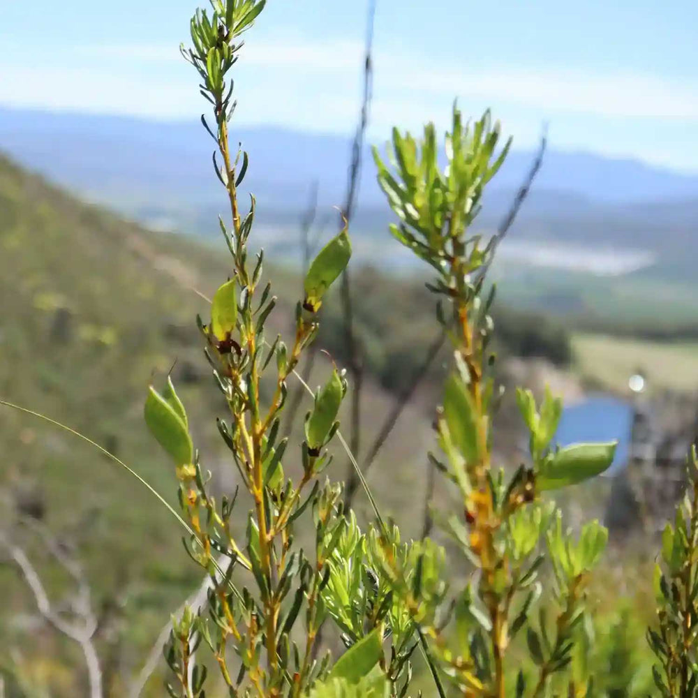 Close up of honeybush plant and landscape of South Africa