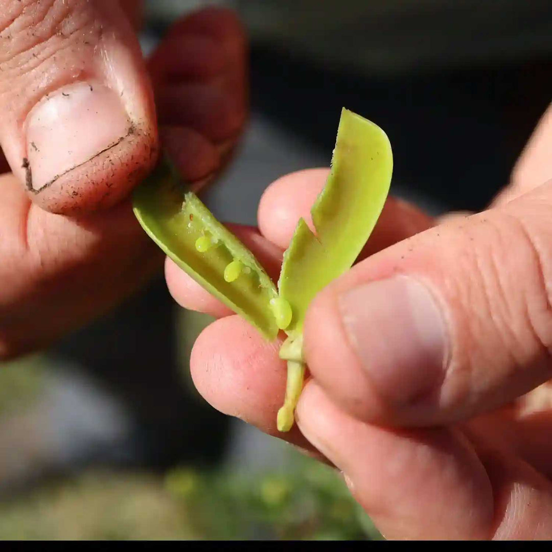 Close up of an open pod of honeybush