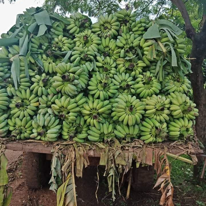 Bunches of green bananas on a wooden platform with a natural background