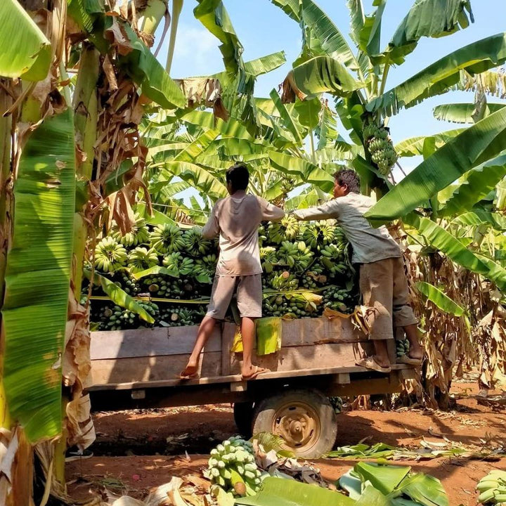 Two workers loading bananas onto a truck in a banana plantation.