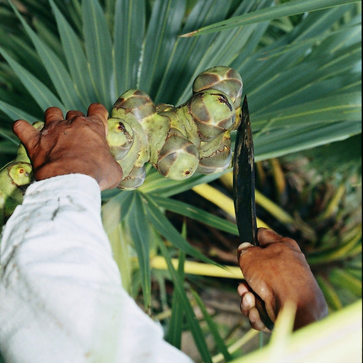 Person harvesting sap from a palm tree using a knife.