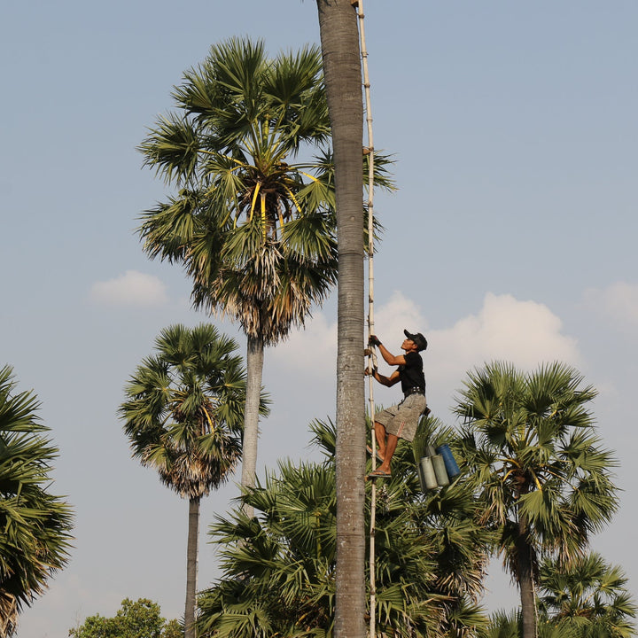 Person climbing a tall palm tree with other palm trees in the background