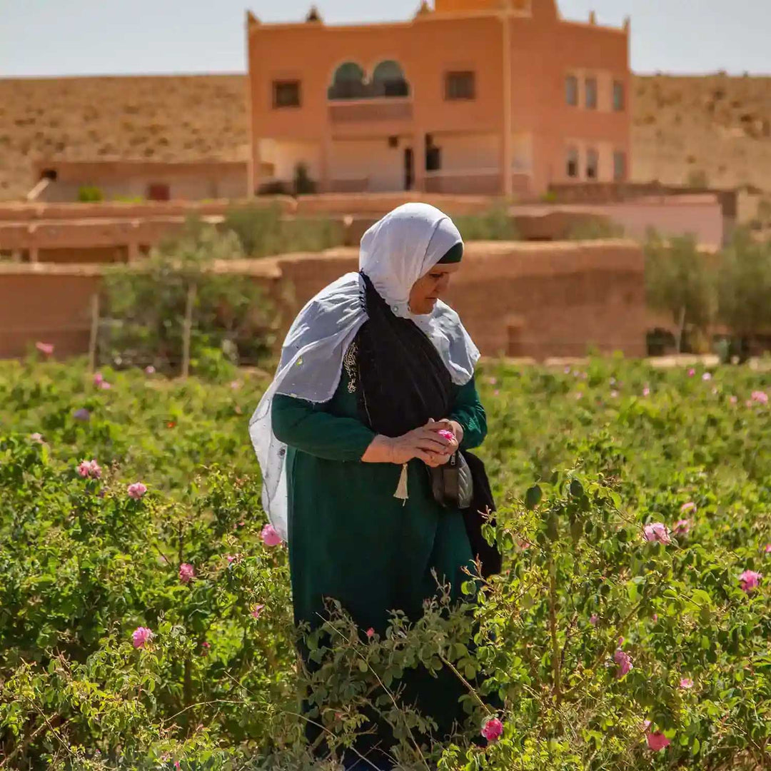 Image of a Moroccan farmer harvesting Damask roses.