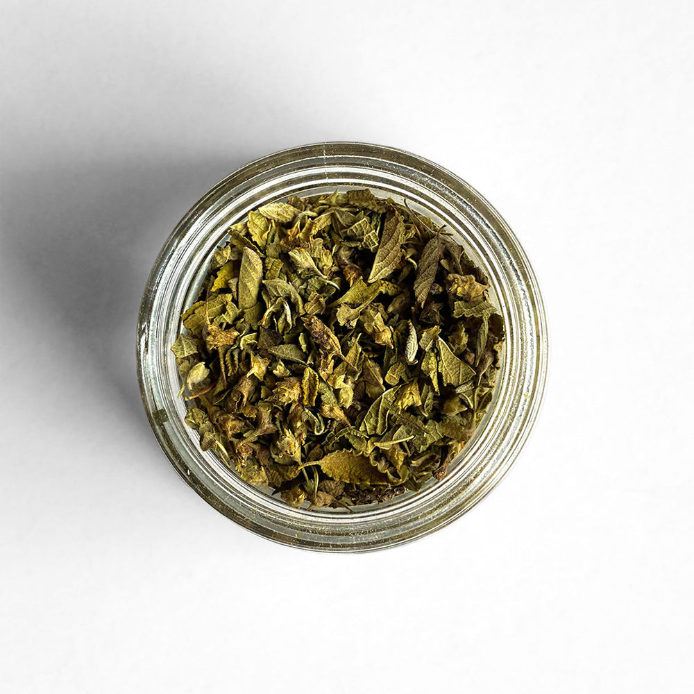 Top-down view of Mexican Oregano
