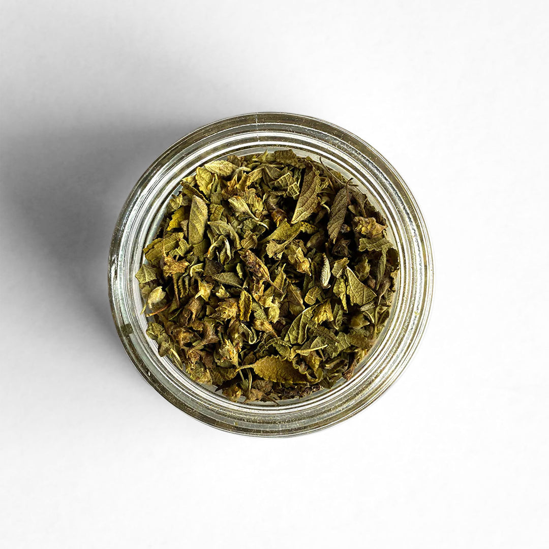 Top-down view of Mexican Oregano