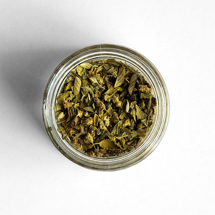Top-down view of Mexican Oregano