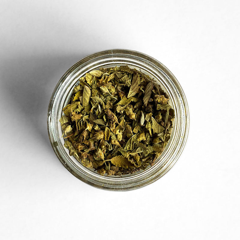 Top-down view of Mexican Oregano