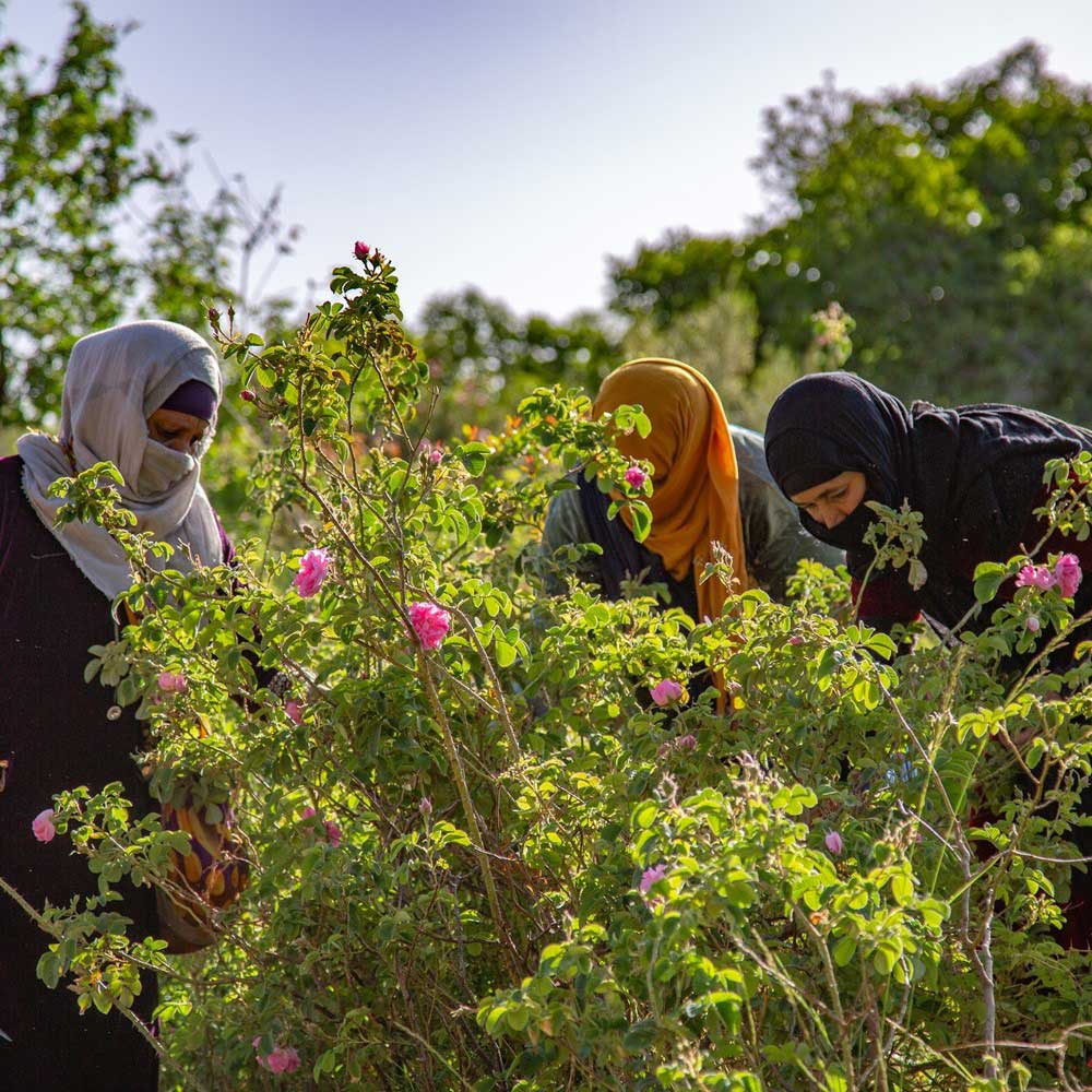 Women harvesting Damask roses on a farm in Morocco.