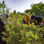 Women harvesting Damask roses on a farm in Morocco.