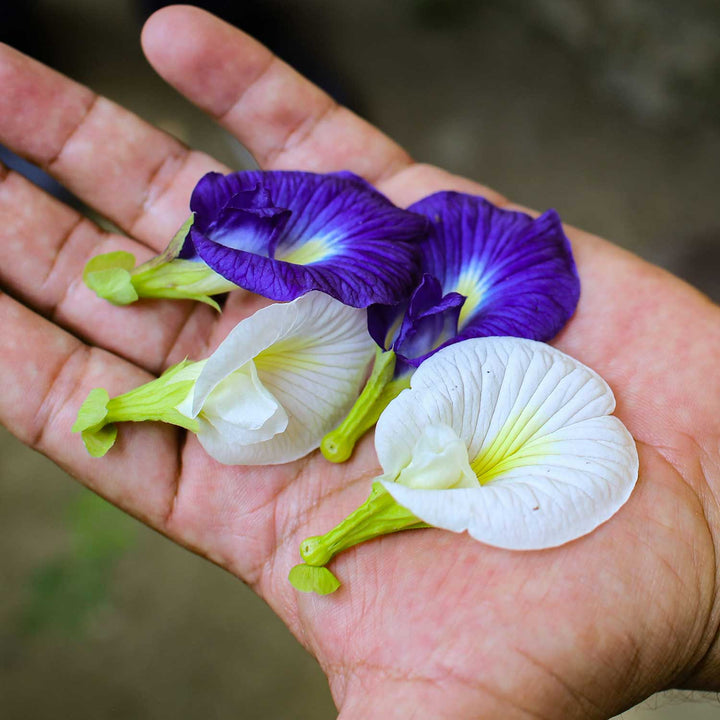 We source our Butterfly Pea Flower from local communities in Colombia. Image of a hand holding blue and white flowers.