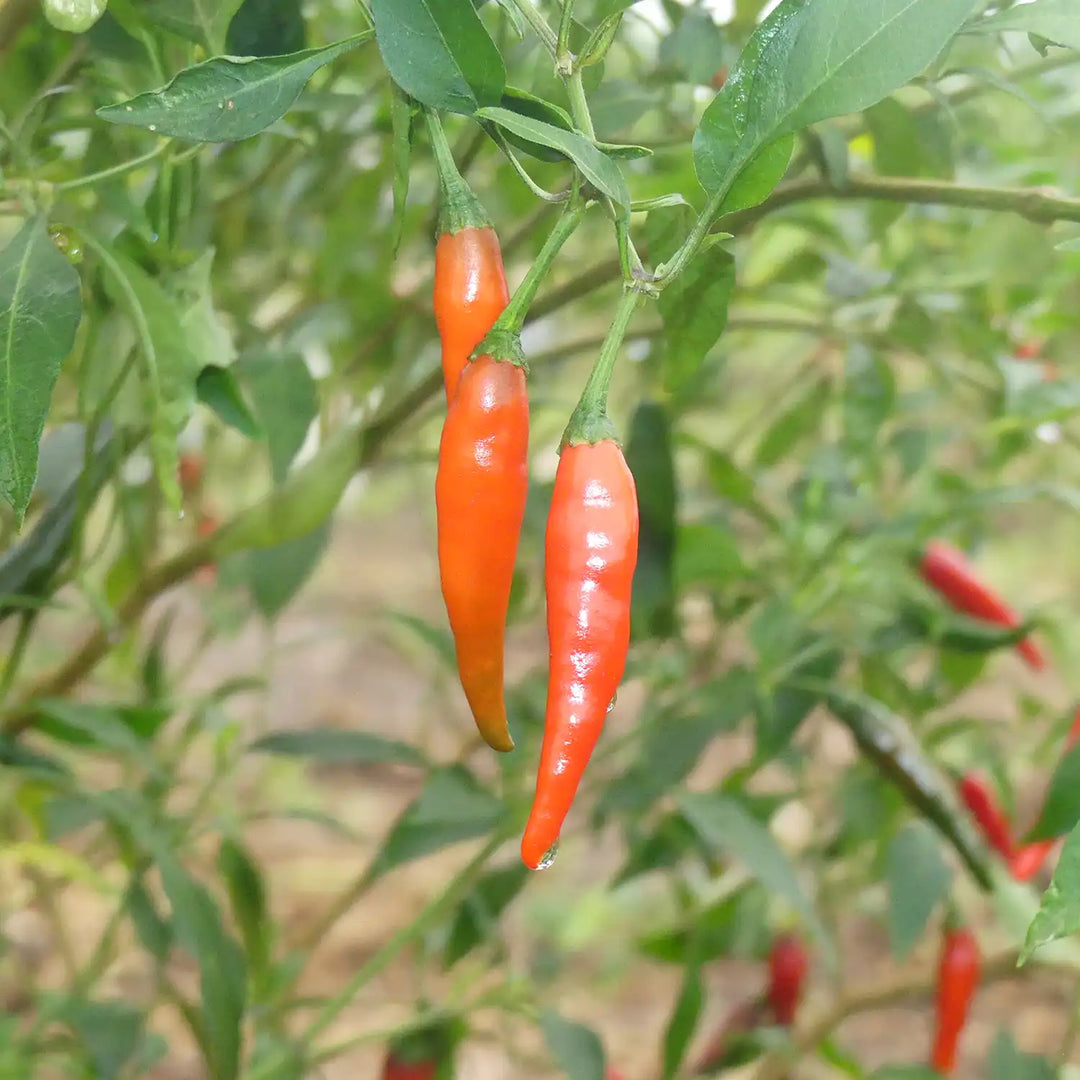 Ghanaian Cayenne Peppers growing on the plant
