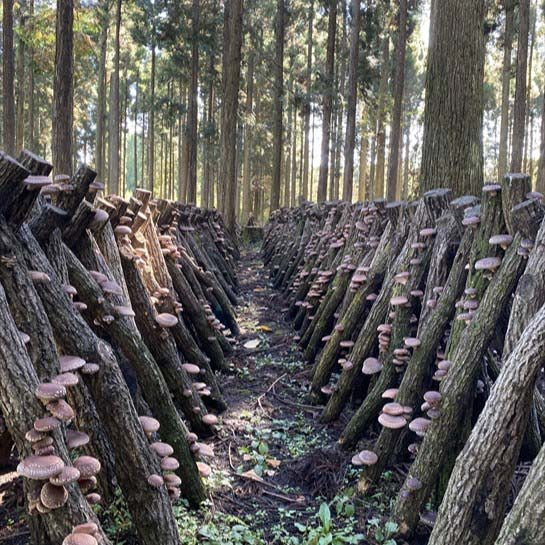 Shiitake mushrooms growing on a Japanese mushroom farm.