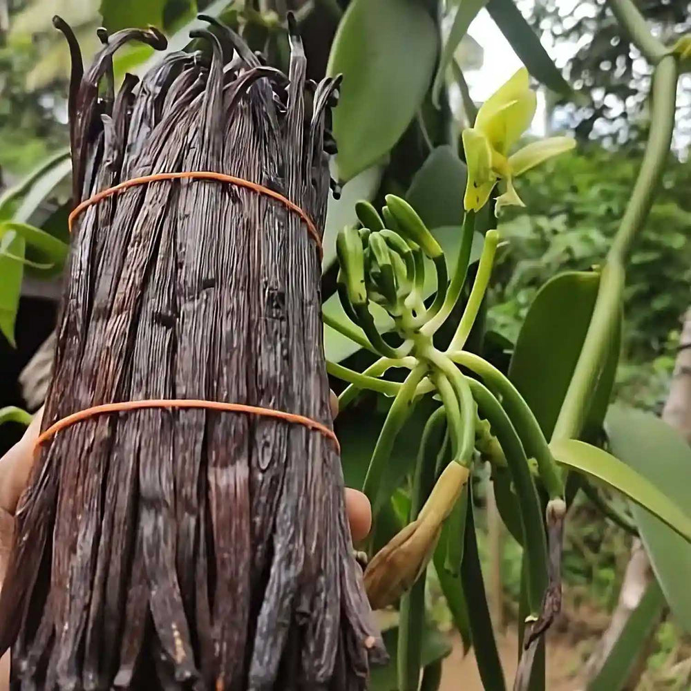 Photo of bundled Sri Lankan Vanilla bean pods.