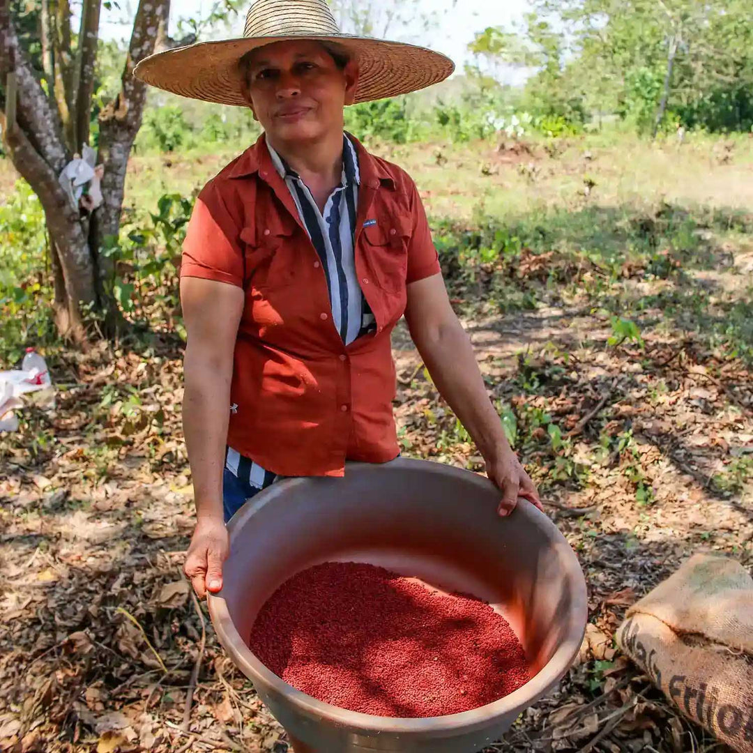 Image of a woman in a red button-up and sunhat harvesting annatto.