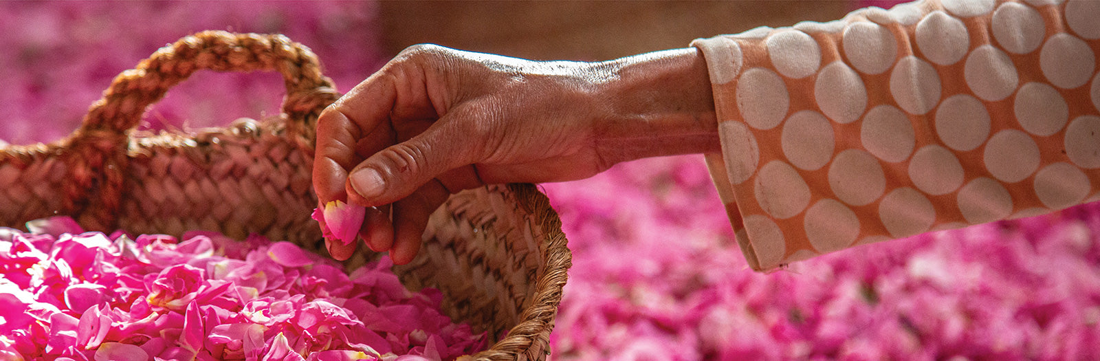 A woman picking Damask rose petals and putting them into a woven basket