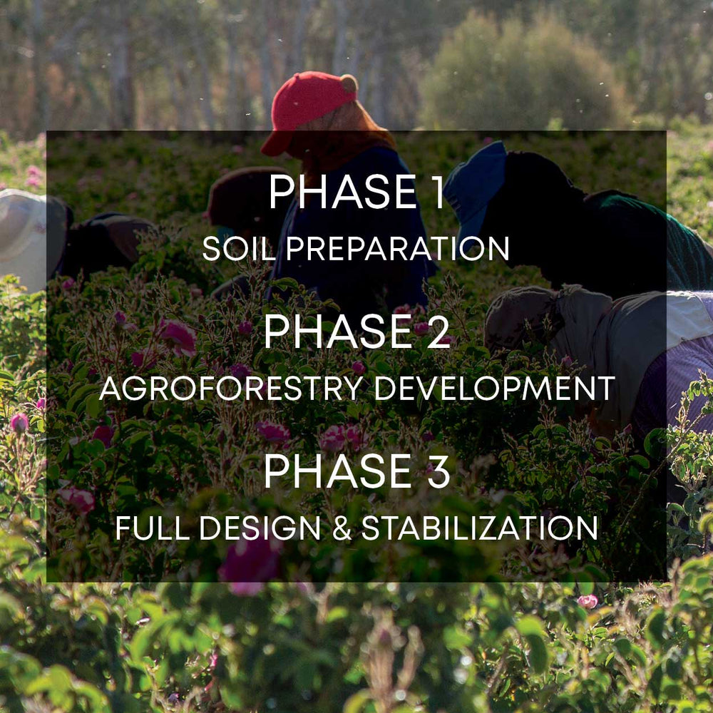 Phases of The Rose Oasis Project, a Curio for a Cause campaign focused on combatting the effects of climate change on Damask rose farms in Morocco.