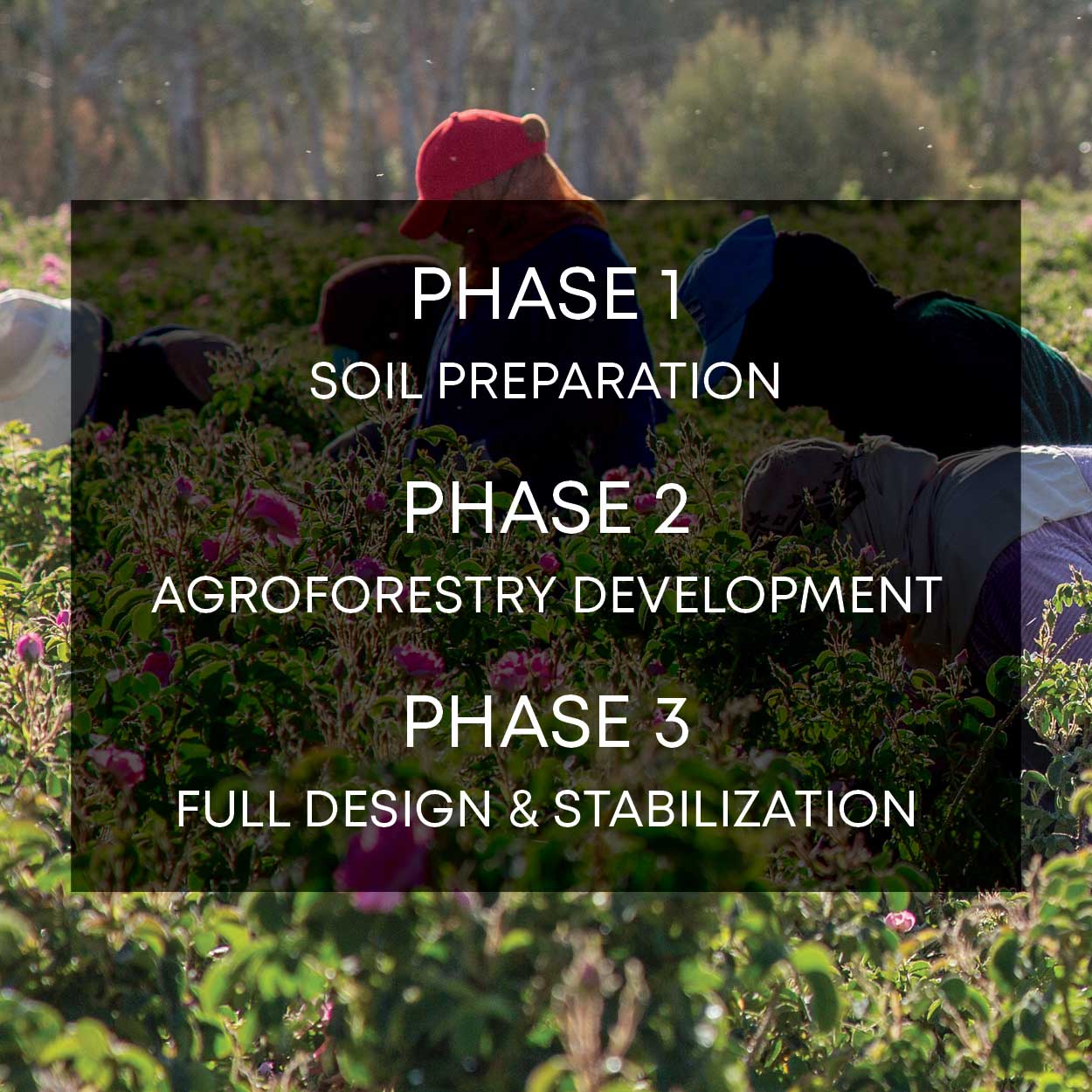 Phases of The Rose Oasis Project, a Curio for a Cause campaign focused on combatting the effects of climate change on Damask rose farms in Morocco.
