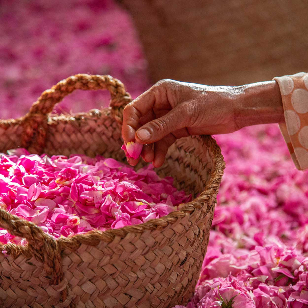 Hand picking rose petals from a woven basket.