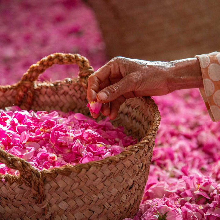 Hand picking rose petals from a woven basket.