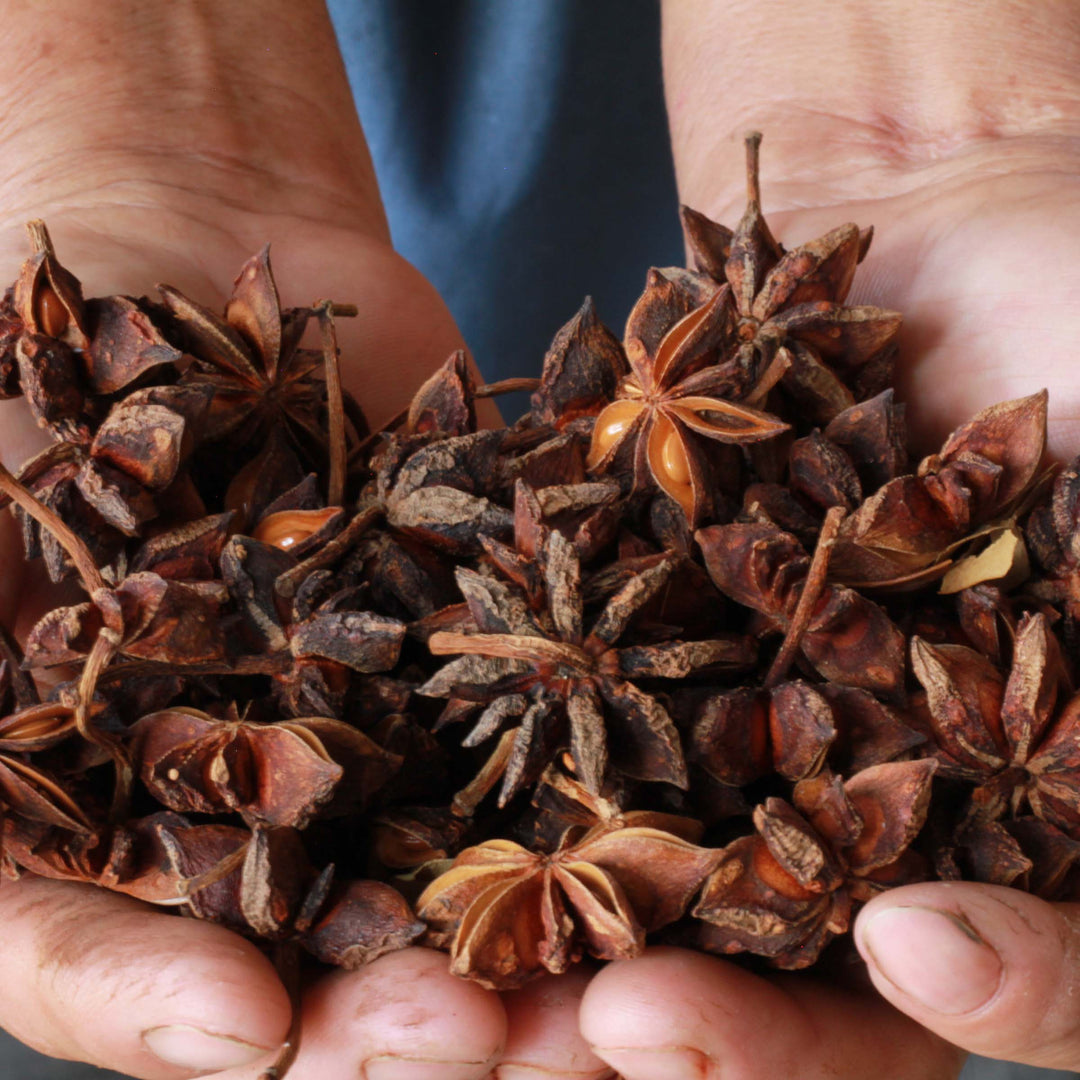Hands holding processed, dried star anise.