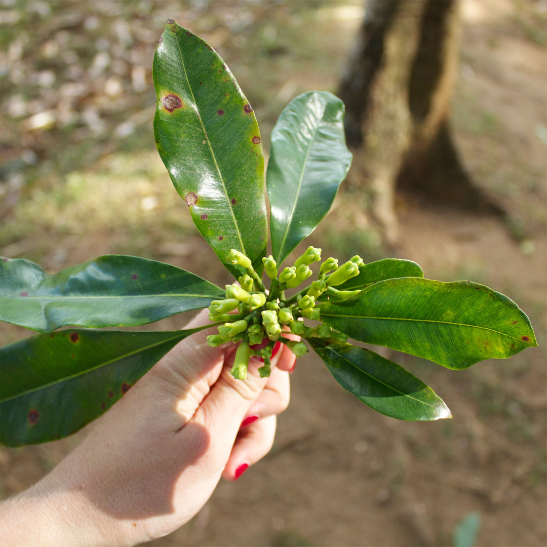 Clove buds still on the plant in Sri Lanka
