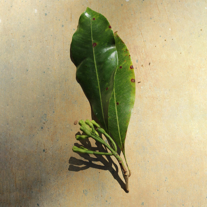 Clove buds harvested before drying.