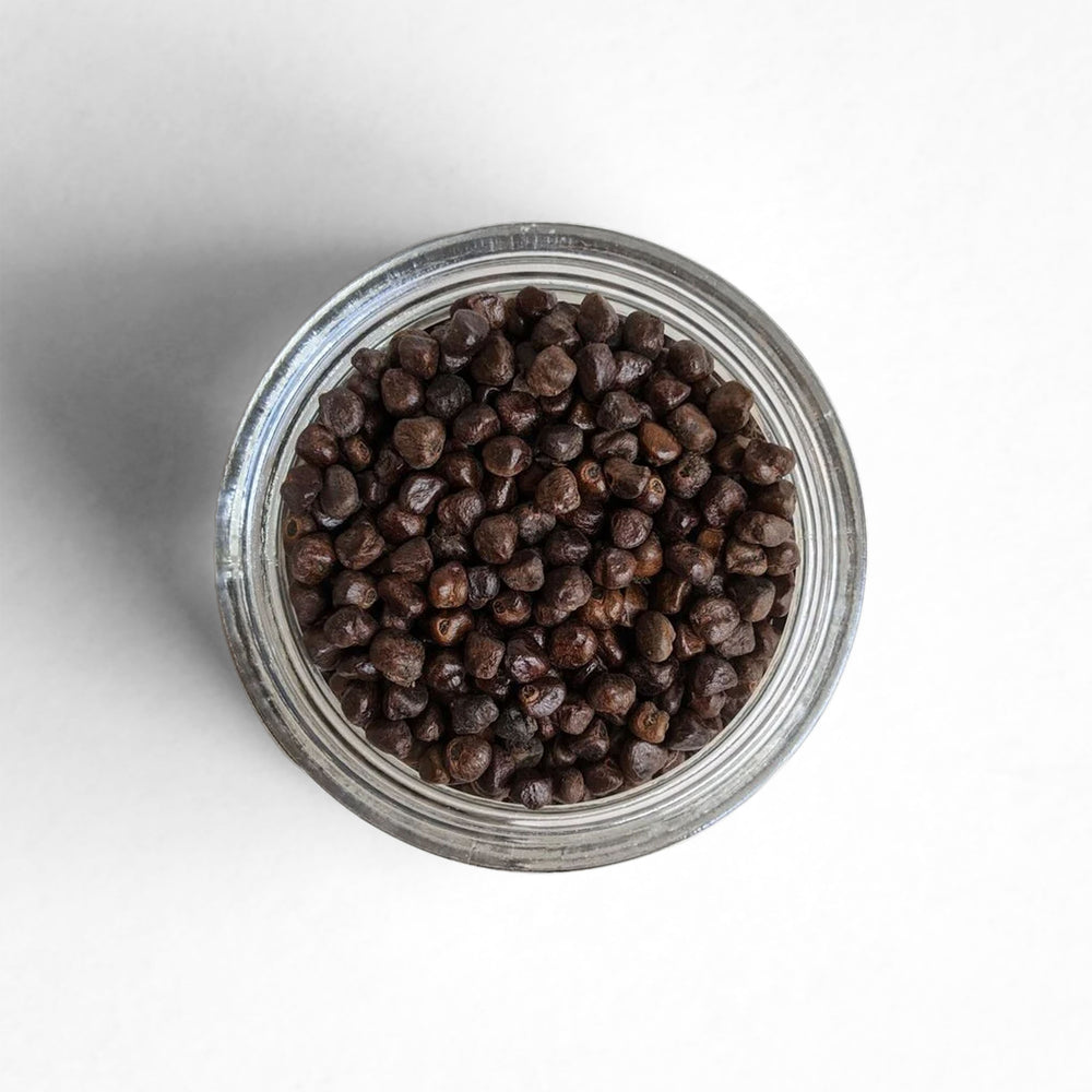 Top-down view of Ethiopian Grains of Paradise (Korerima)