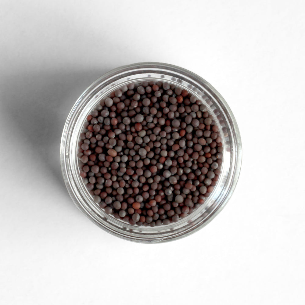 Curio Spice Co. fair-trade single origin sustainable brown mustard seed in a glass jar from above.