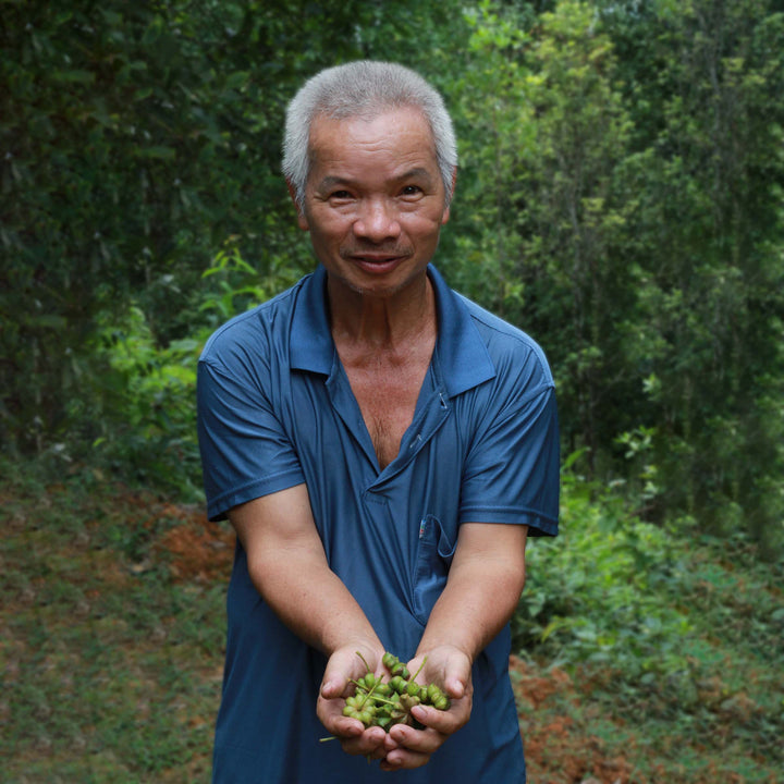 Farmer holding unprocessed star anise
