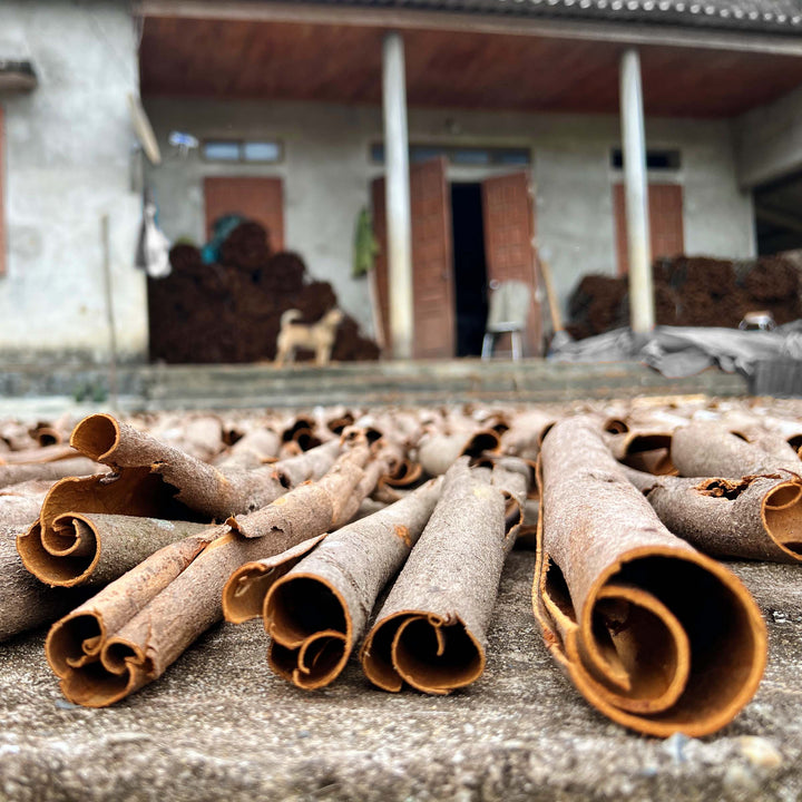 Harvested cassia cinnamon bark