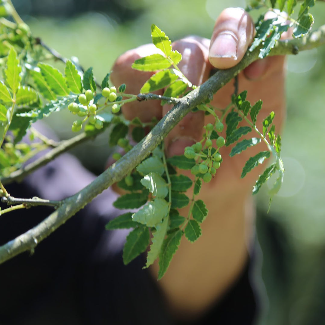 Hands handling an herb featured in Edo Spice.