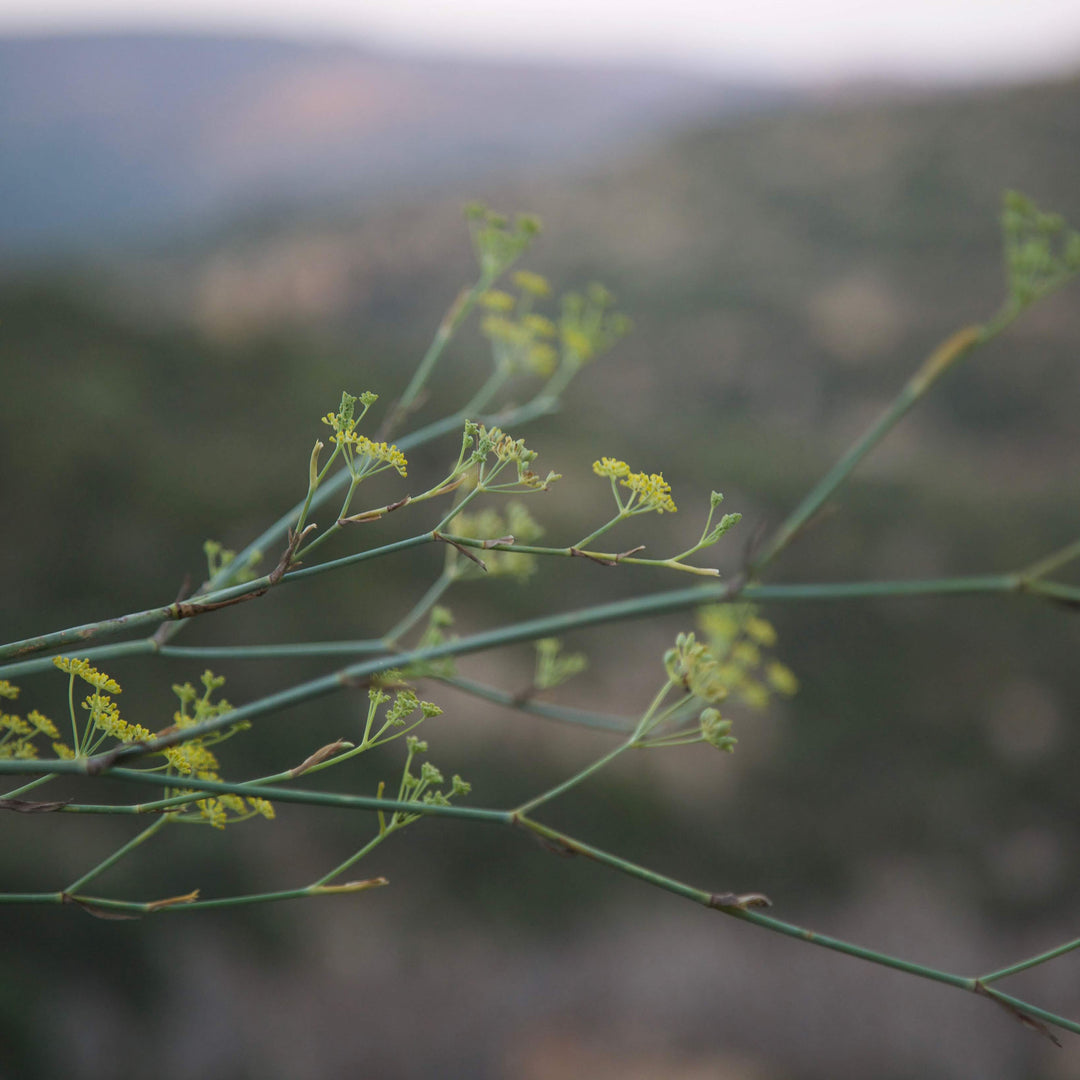 Native herbs featured in Ferla Spice from Sicily.