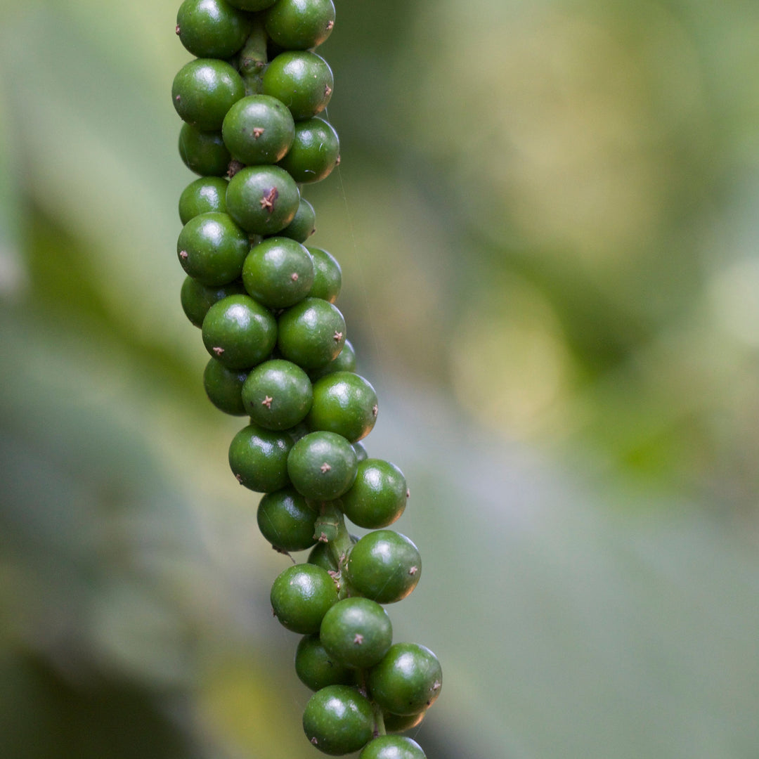 Close-up of Kampot Peppercorns