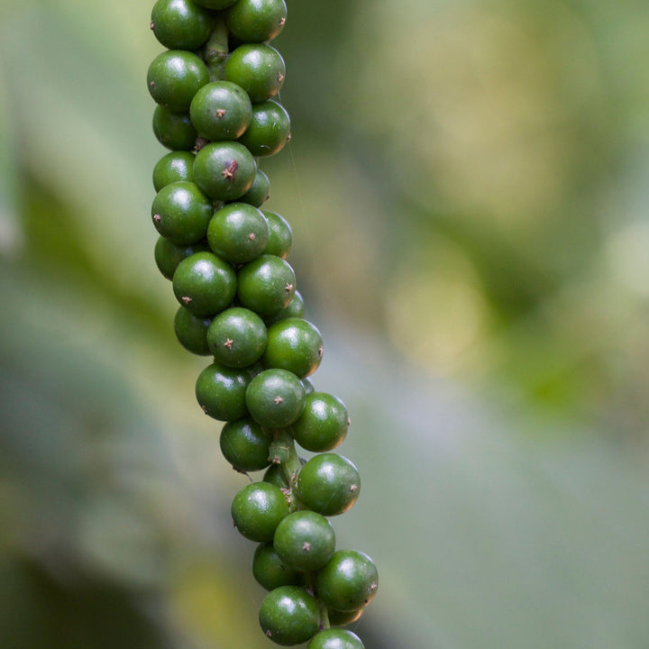 Close-up of Kampot Peppercorns