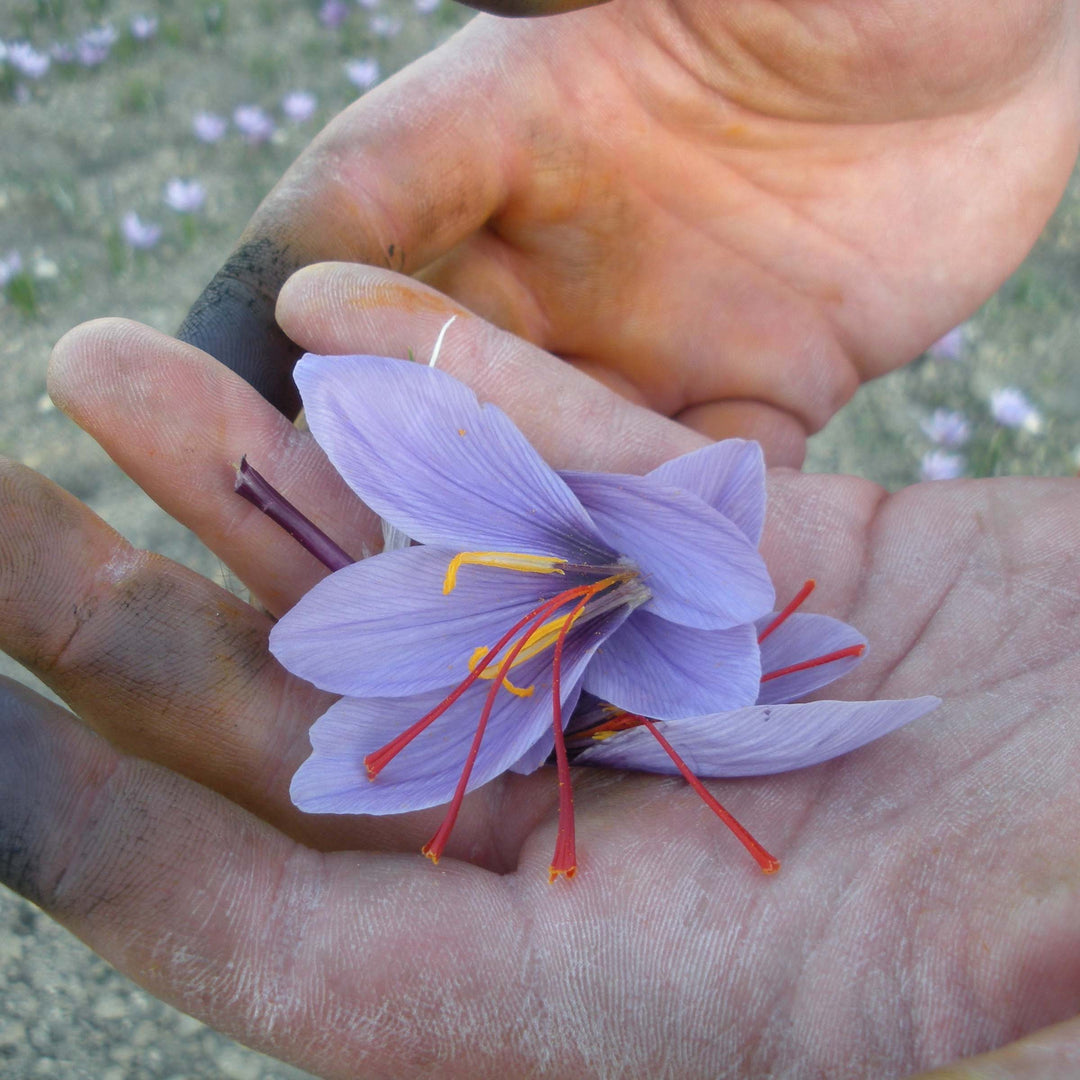 Hands holding a crocus flower known for its saffron threads