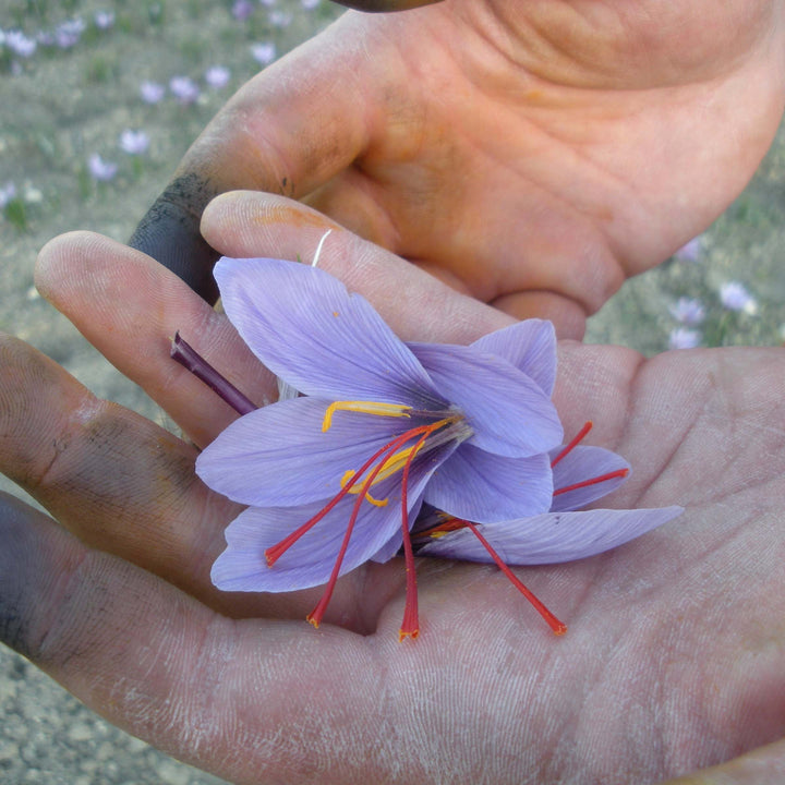Hands holding a crocus flower known for its saffron threads